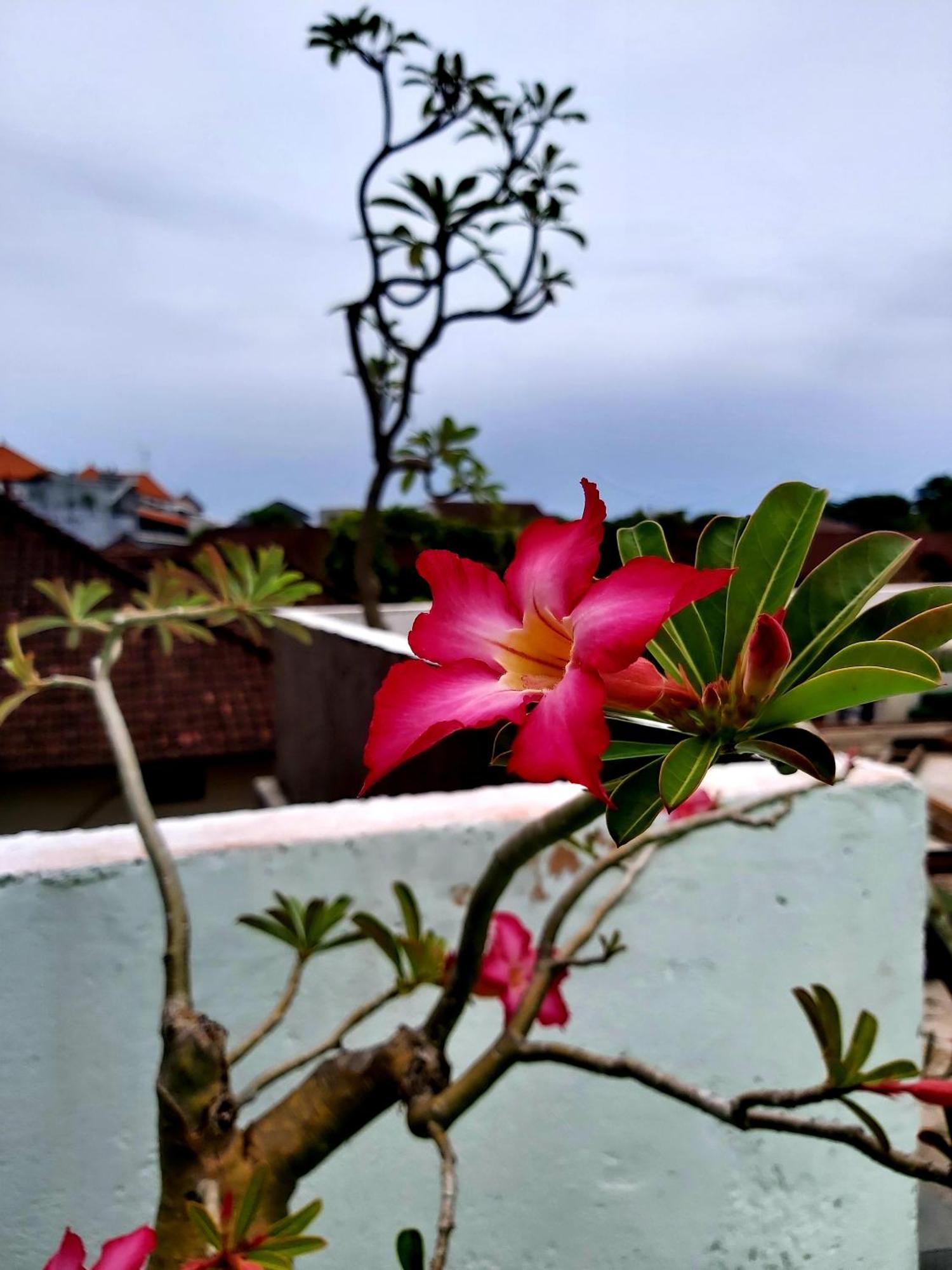 Genta House Hotel Kuta Lombok Exterior foto